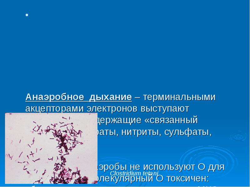 Анаэробное дыхание. Анаэробное дыхание бактерий. Анаэробное дыхание схема.