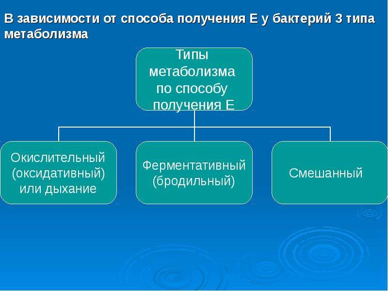 Презентация на тему физиология бактерий