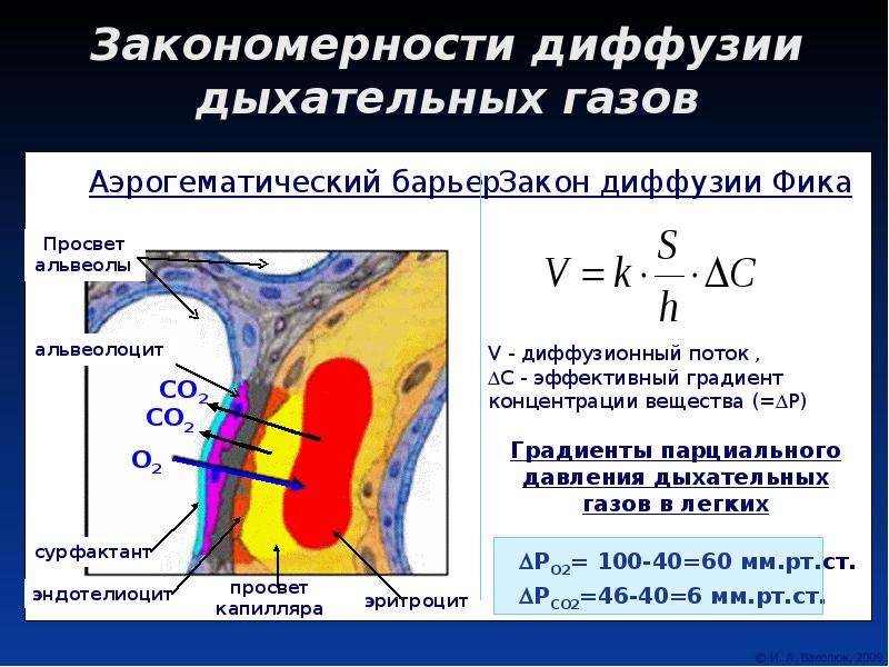 Диффузия по градиенту концентрации. Аэрогематический барьер. Структуры аэрогематического барьера физиология. Диффузия газов через аэрогематический барьер. Диффузия в дыхании.