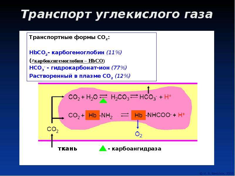 Газ участвует в процессе. Карбогемоглобин и карбоксигемоглобин. Транспорт co2 карбоангидраза. Транспорт углекислого газа кровью физиология. Механизм действия углекислого газа (со2).