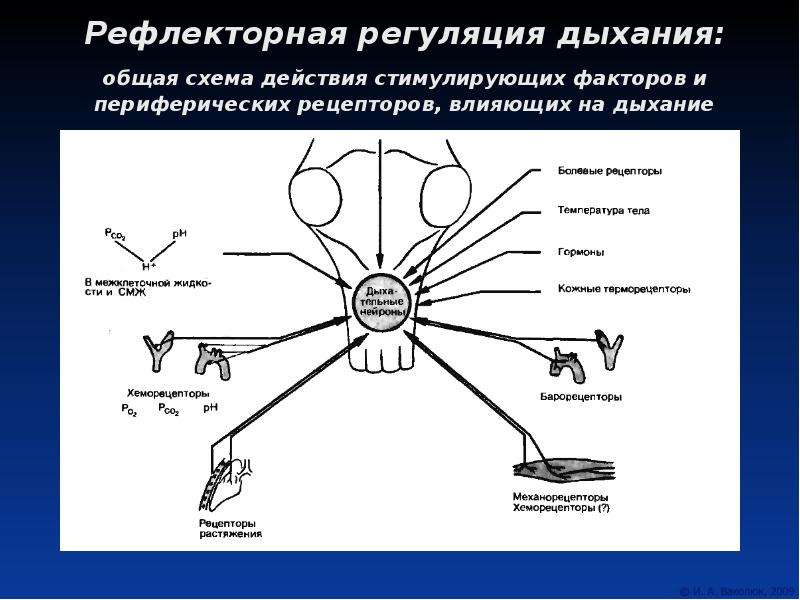 Рефлекторное дыхание. Рефлекторная дуга дыхательного рефлекса. Схема хеморецепторов в регуляции дыхания. Схема рефлекторной дуги регуляции дыхания.. Схема регуляции дыхания физиология.