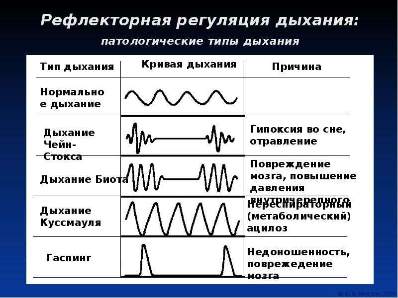 Грудной тип дыхания характерен для. Патологические типы дыхания Куссмауля. Типы дыхания пропедевтика. Патологические типы дыхания тахипноэ. Дыхание типы дыхания.