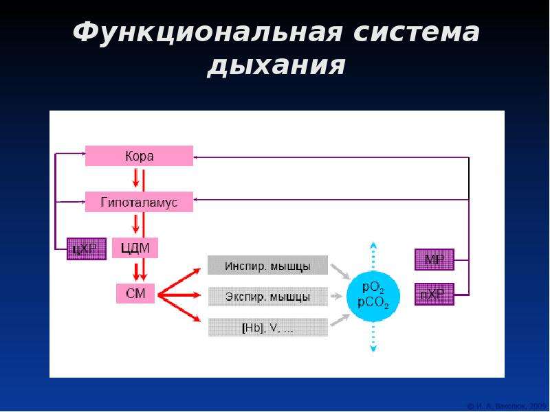 Схема функциональной системы дыхания