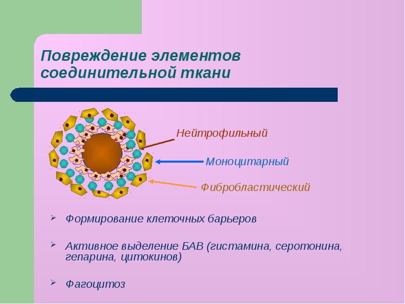 Биологически активные вещества гистамин. Клеточные барьеры. БАВ гистамин. Какими клетками выделяется гистамин.