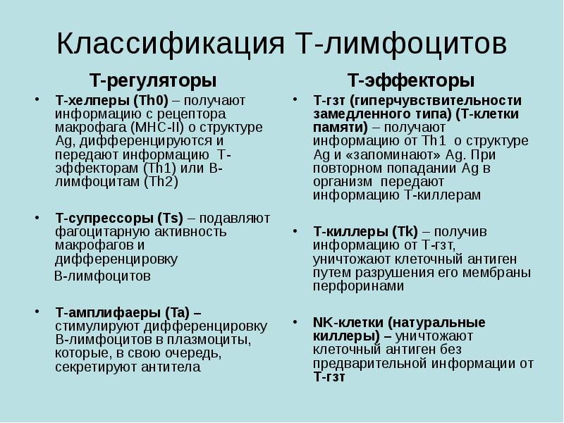 Функции лимфоцитов