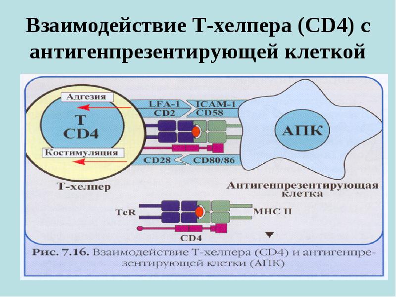 Взаимодействия т. Молекулярный механизм взаимодействия АПК С Т-ХЕЛПЕРОМ.. Адгезия cd4 рецептора т-лимфоцитов:. Взаимодействие антигенпрезентирующих клеток с т-хелперами. Взаимодействий с т- хелперами и антигенпрезентирующими клетками..