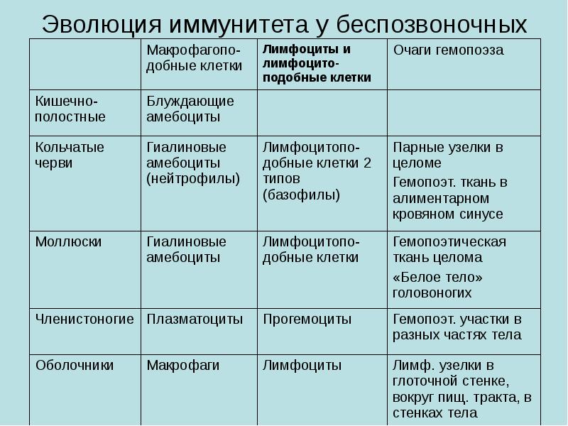 Эволюция беспозвоночных презентация