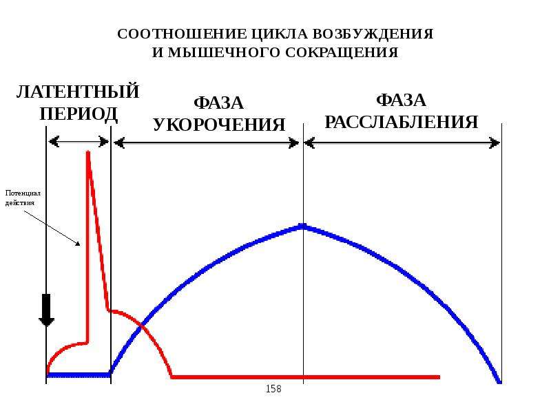 Фазы сокращения. Соотношение цикла возбуждения и мышечного сокращения. Соотношение цикла возбуждения и сокращения скелетной мышцы. Соотношение возбуждения и возбудимости у скелетной мышцы. Фазы одиночного мышечного сокращения физиология.