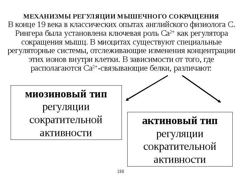 Регуляция мышц