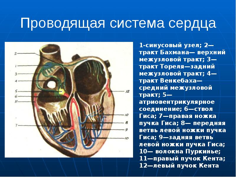 Гипертрофия клапана сердца