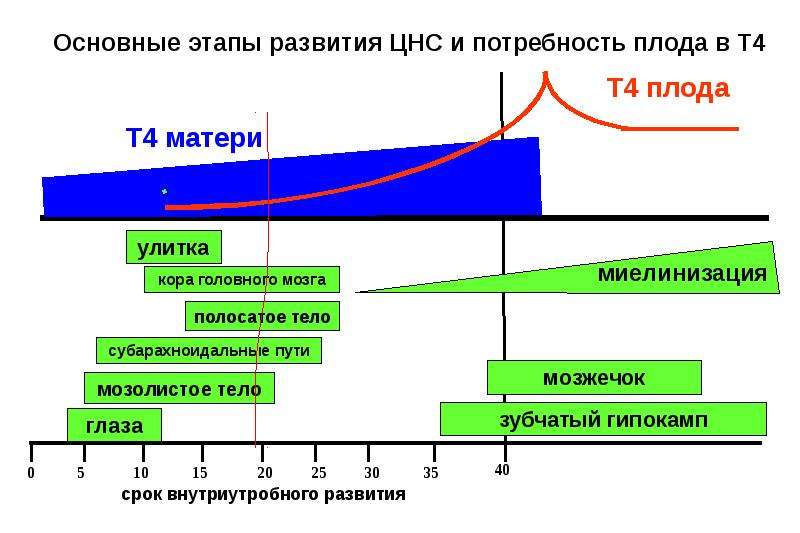 Схема блокируй замещай при тиреотоксикозе