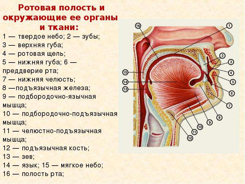 Полость значить. Ротовая полость и окружающие ее органы и ткани. Строение ротовой полости на латыни. Ротовая полость вид сбоку. Строение ротовой полости человека сбоку.