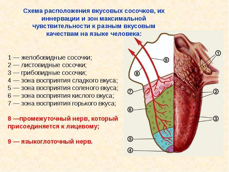 Рецепторы на языке схема