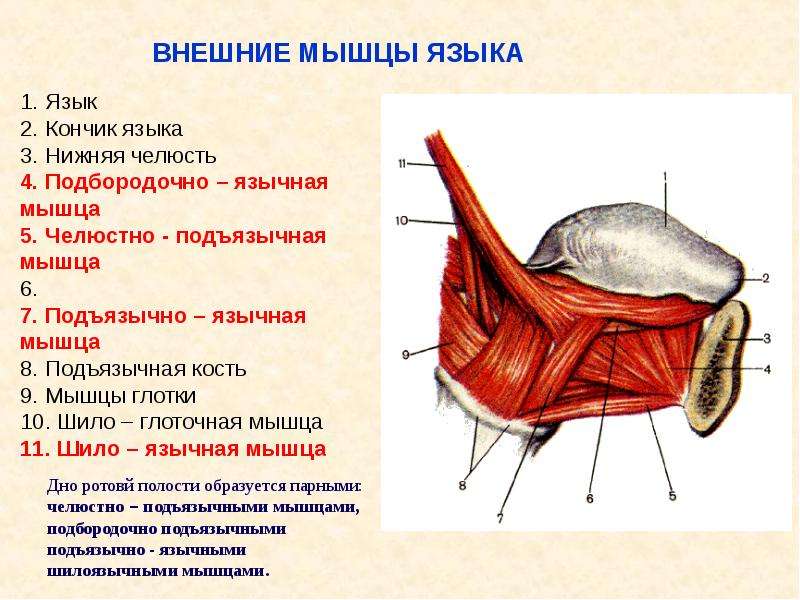 Мышцы языка. Подбородочно-язычная мышца функция. Скелетные мышцы языка анатомия. Подбородочно язычная мышца языка.