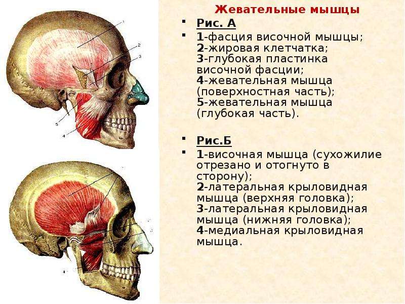 Височная мышца