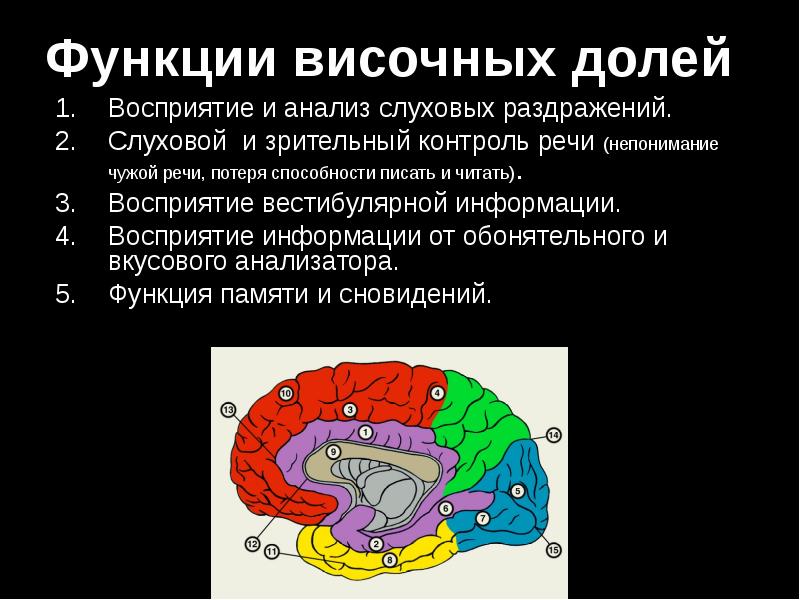 Раздражение коры головного мозга. Функции височной доли головного. Анализирует зрительные и слуховые раздражения какой мозг.