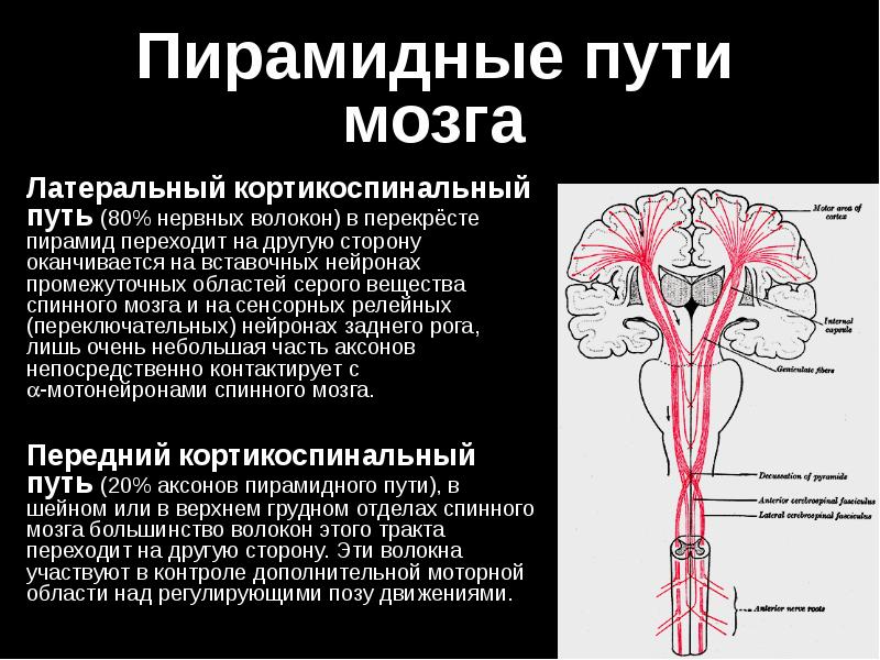 Пирамидные нейроны коры