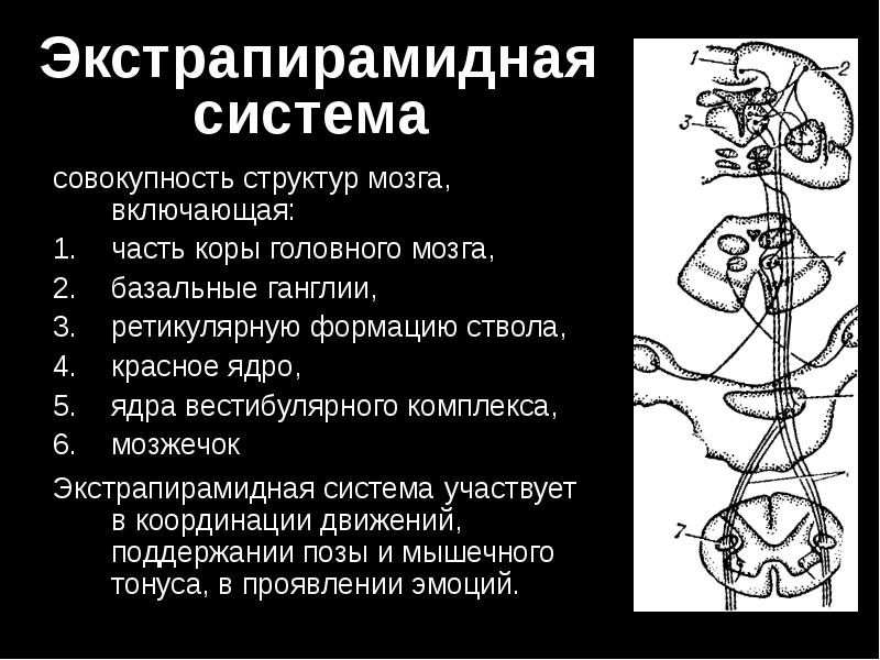 Презентация экстрапирамидная система