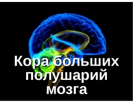 Кора больших полушарий мозга