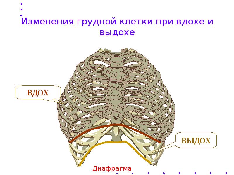 Схему положения грудной клетки при вдохе и выдохе