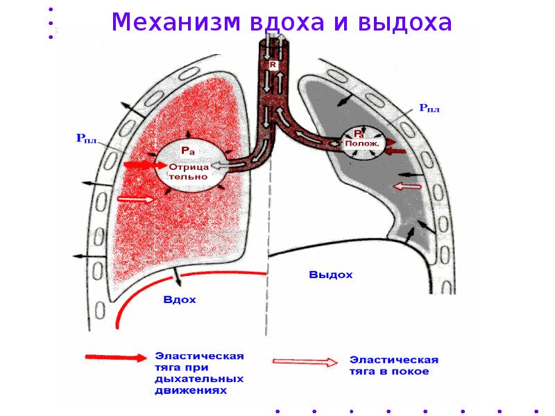 Схема вдоха и выдоха