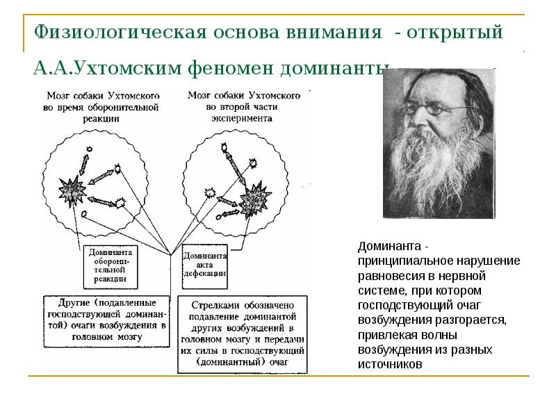 Физиологические основы внимания презентация