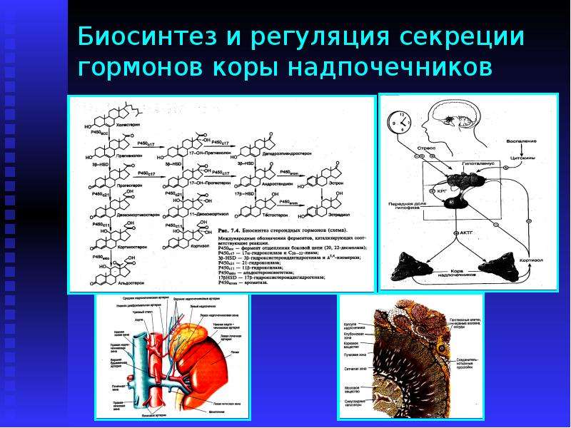 В коре надпочечников синтезируется