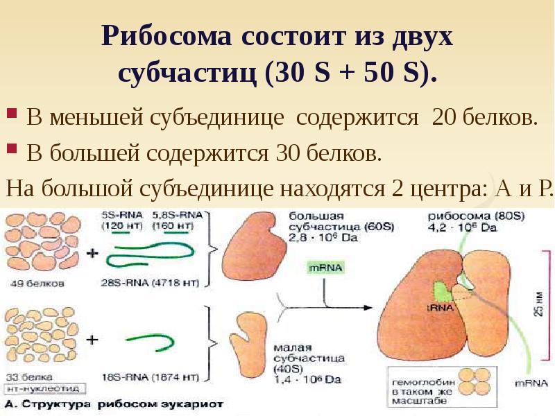 Типа состоит из двух. 50s субъединица рибосомы. 50s 30s рибосома. Строение рибосомы. Рибосомы бактерий функции.
