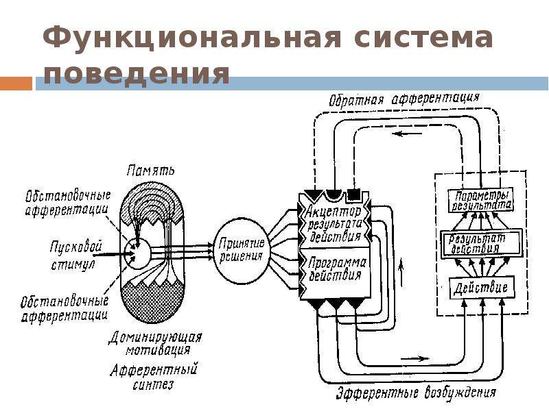 Функциональная система