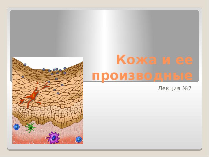 Что такое производные кожи. Кожа и ее производные. Кожа и ее производные презентация. Презентация на тему производные кожи. Производные кожи гистология.