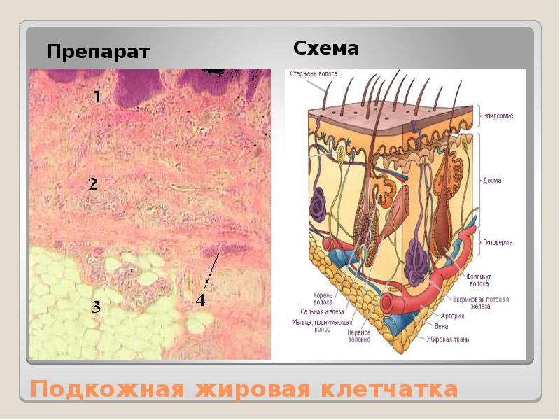 Рассмотрите рисунок 71 найдите эпидермис дерма и гиподерма расскажите об их строении и функциях