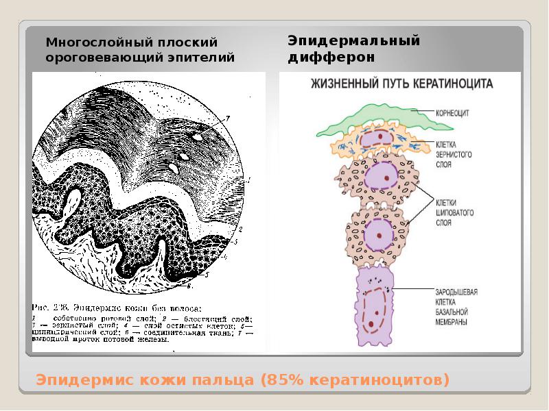 Многослойный плоский эпителий промежуточные клетки