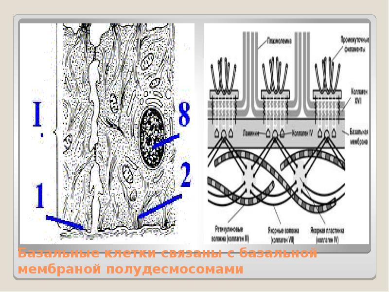 Клетки связаны. Полудесмосомы базальной мембраны. Взаимодействие клетки с базальной мембраной. Гемидесмосомы базальной мембраны. Базальные клетки рисунок.