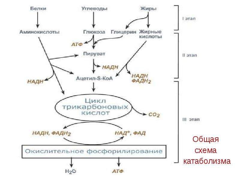 Общая схема катаболизма питательных веществ в организме