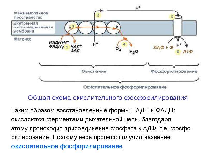 Окислительное фосфорилирование обобщенная схема