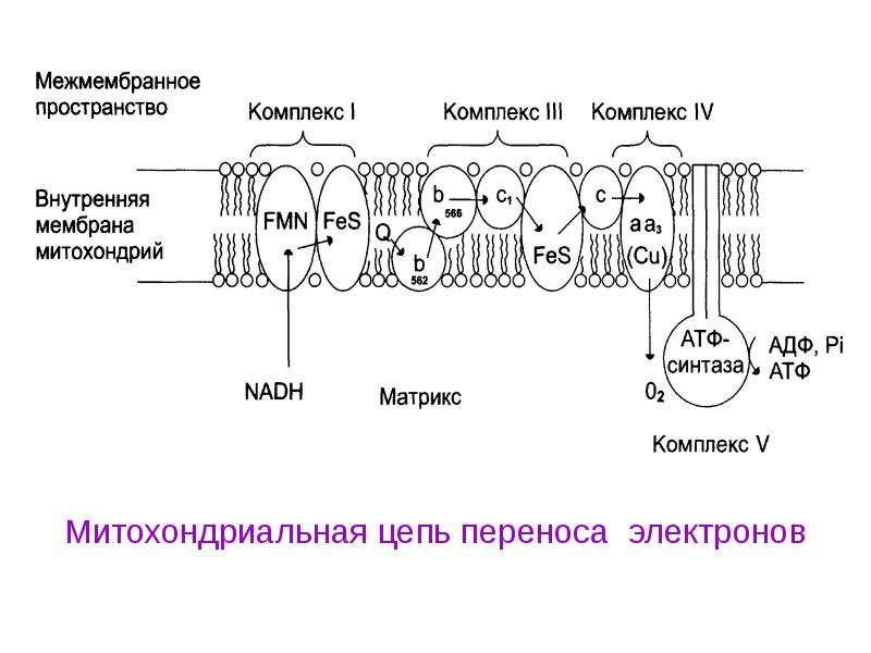 Общая схема тканевого дыхания