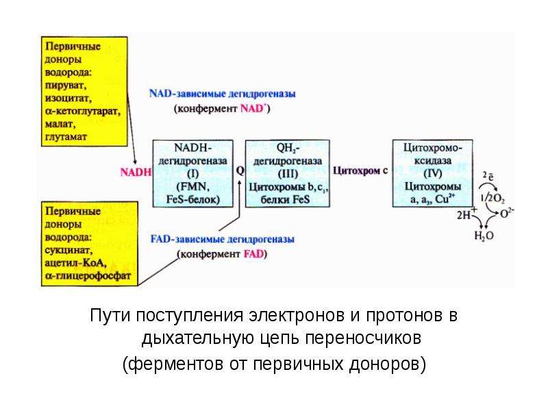 Первичный донор