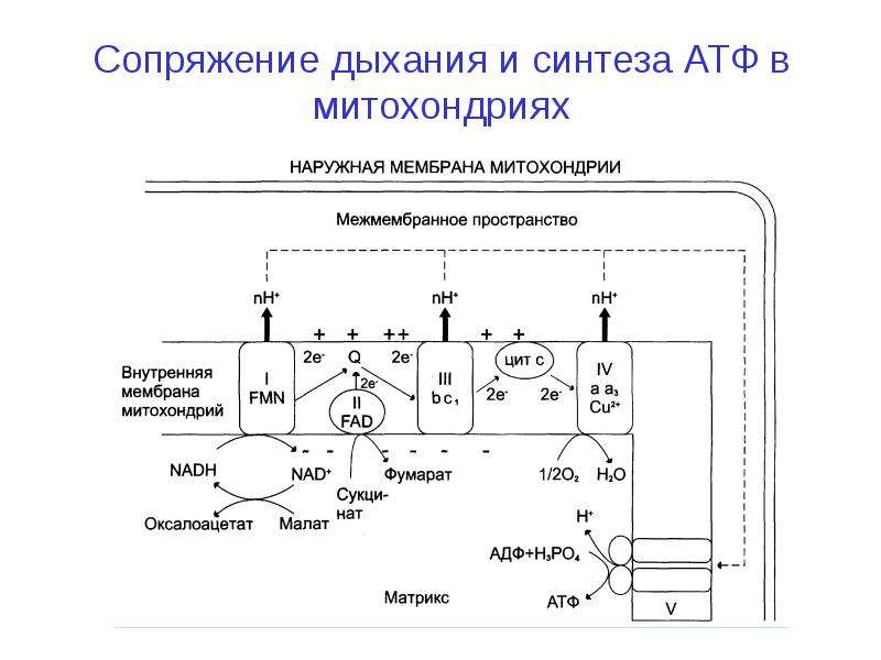 Механизм синтеза атф в митохондриях. Схема митохондриальной дыхательной цепи. Цепь переноса электронов (ЦПЭ). Дыхательная цепь переноса электронов биохимия. Строение цепи переноса электронов.