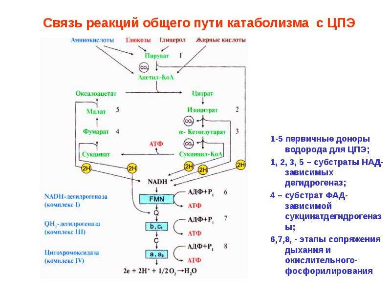 Схема цпэ для изоцитрата