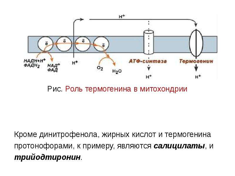 Окислительное фосфорилирование схема