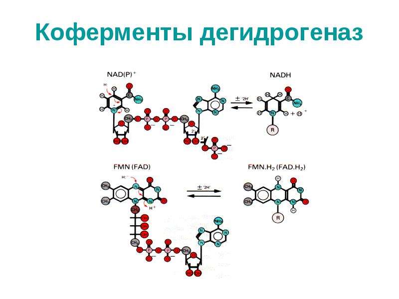 Энергетический обмен в клетке гликолиз и окислительное фосфорилирование презентация 10 класс