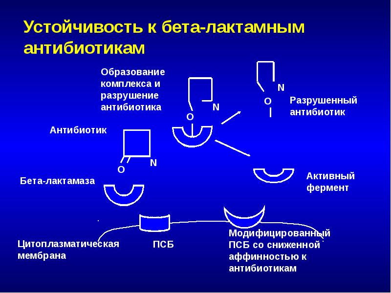 Бета лактамные антибиотики презентация