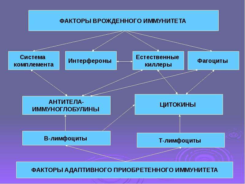 Факторы иммунитета. Факторы врожденного иммунитета. Факторы врожденного иммунитета схема. Факторы иммунитета иммуноглобулины. Факторы естественного иммунитета.