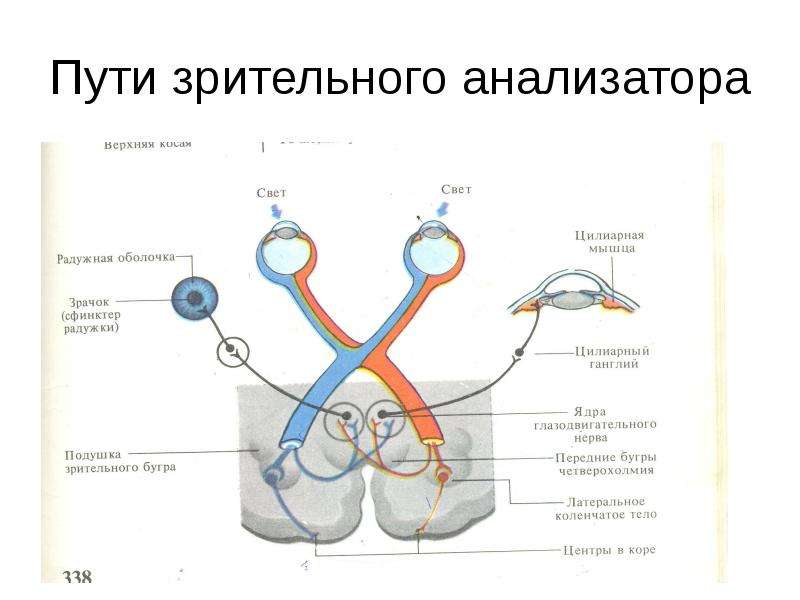 Зрительный и слуховой анализатор презентация