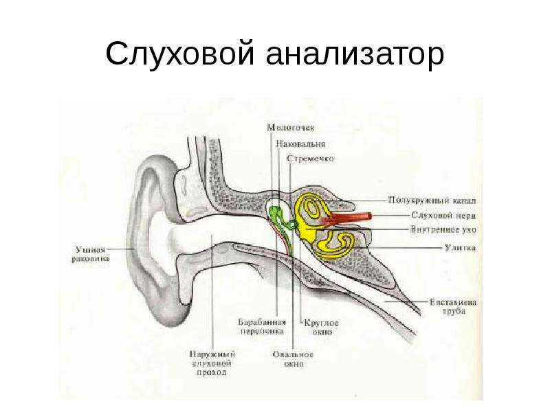 Схема работы слухового анализатора