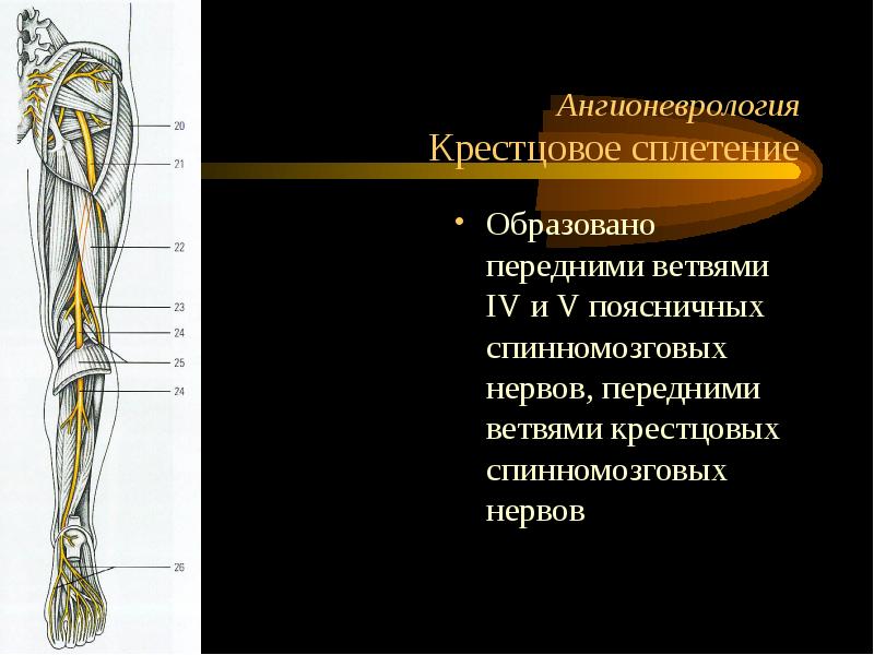 Областью иннервации крестцового сплетения являются