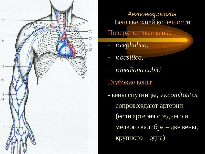 Схема верхней конечности вен