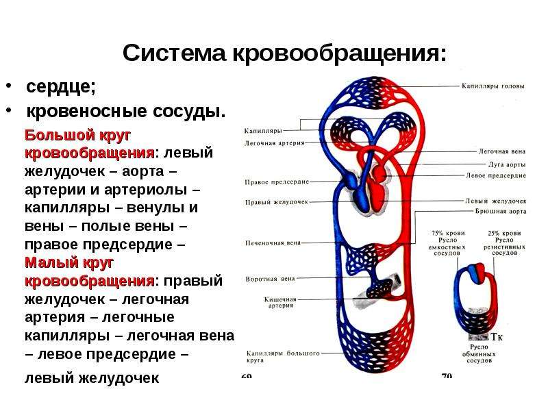 Соотнесите изображение органов и понятий кровеносной системы с их названием