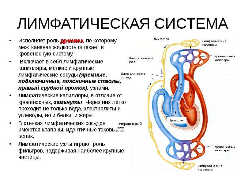 Коарктация аорты гемодинамика схема