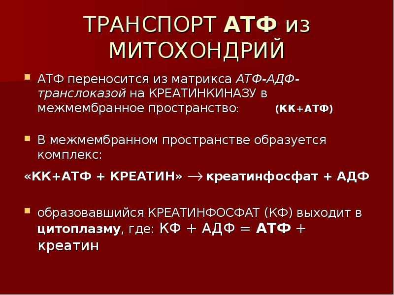 Процесс синтеза атф